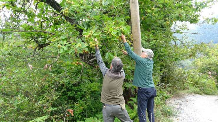 Kastamonu’da kestane vatandaşların yüzünü güldürüyor: Ormanlardan toplanıyor, 350 liraya kadar alıcı buluyor
