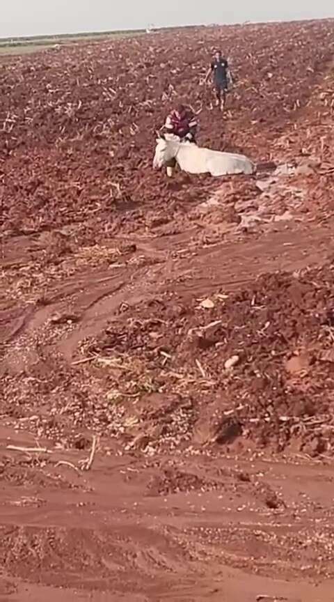 Çamura saplanan eşeği itfaiye ekipleri kurtardı