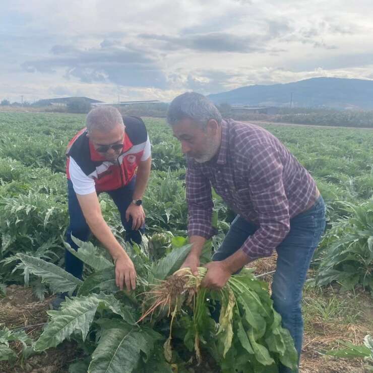 Coğrafi işaretli Gölhisar Enginarı’nda hasat için geri sayım başladı