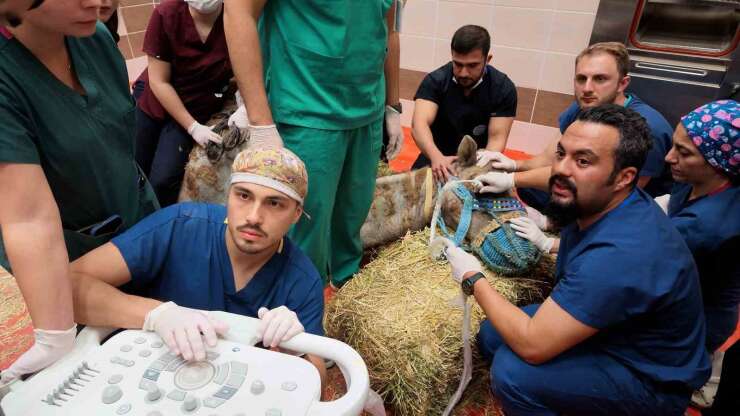 Türkiye’de ilk: Retina rahatsızlığı bulunan deve için kök hücre tedavi süreci başladı