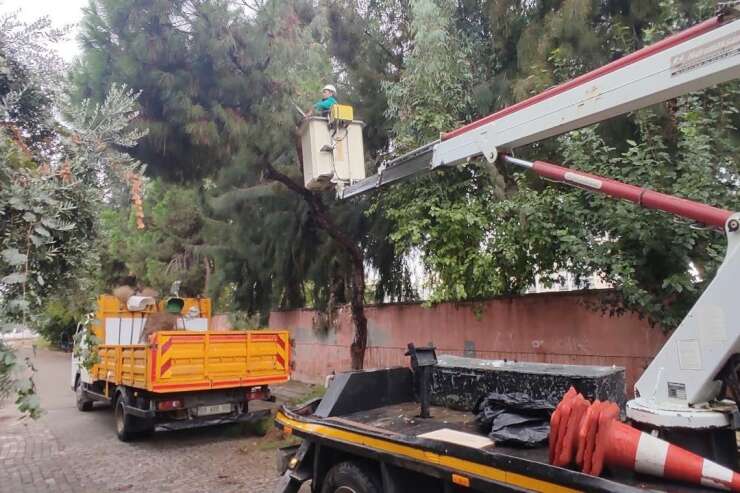 Efeler’de ağaç budama çalışmaları sürüyor