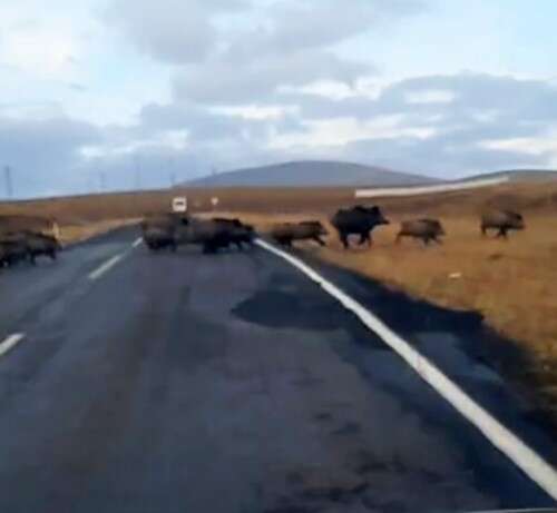Kars’ta domuz sürüsü görüntülendi