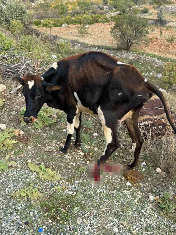 Batman’da pikap ineğe çarptı