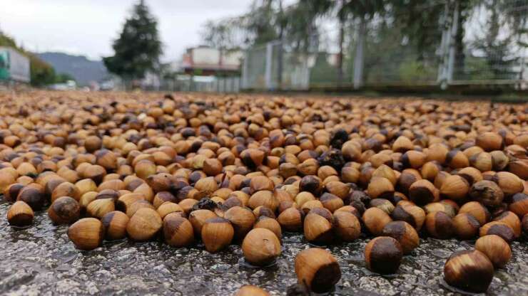 Ordu’da fındık üreticilerinin yağmur mesaisi