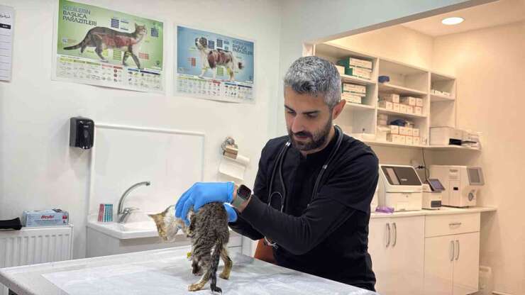 Tokat’ta binlerce kişiyi hastanelik eden şikayetler kedi ve köpeklerde de görüldü