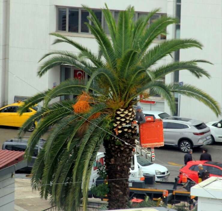 Meydan çevresindeki palmiye ağaçlarına sonbahar-kış bakımı