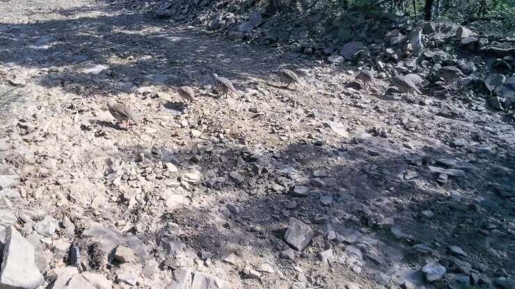Ganos Dağları’nda keklik sürüsü fotokapanlara yansıdı