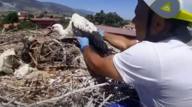 Leylek yuvalarındaki plastik ipler yavruların hayatını tehdit ediyor