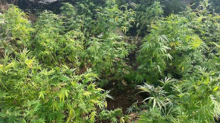 Diyarbakır’da 44 bin 327 kök kenevir ele geçirildi