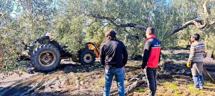 Gömeç’te zeytin hasadı devam ediyor