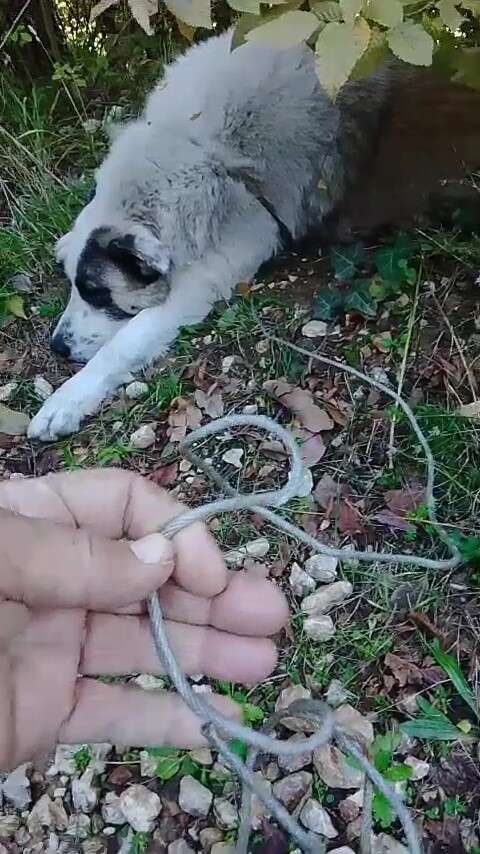 Ormanda tuzağa yakalanan köpeği arama kurtarma ekipleri kurtardı