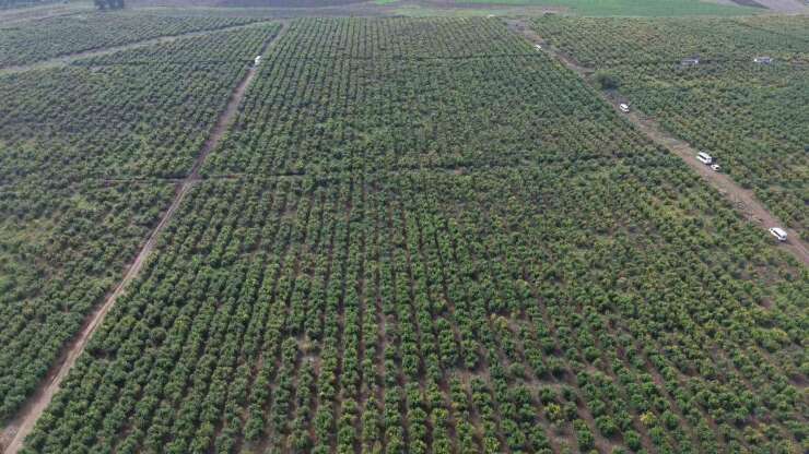 Osmaniye’de nar bahçesinde hasat başladı