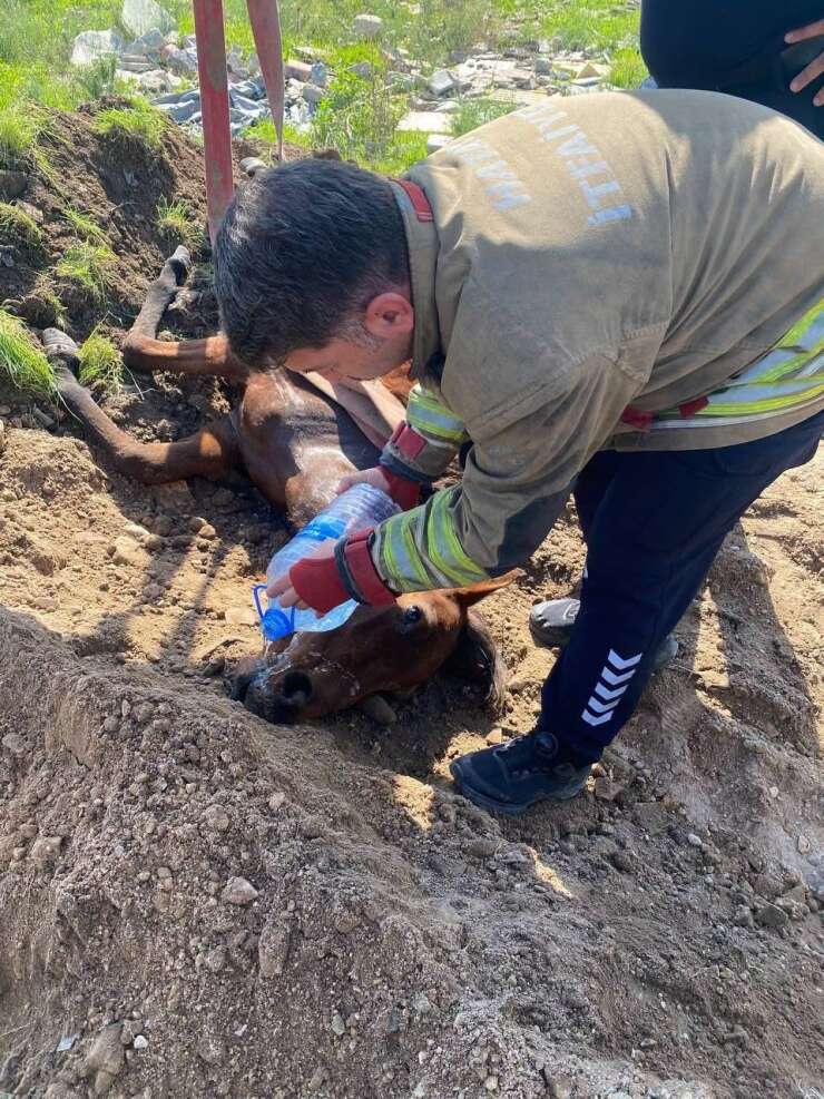 Antakya’da kuyuya düşen at kurtarıldı