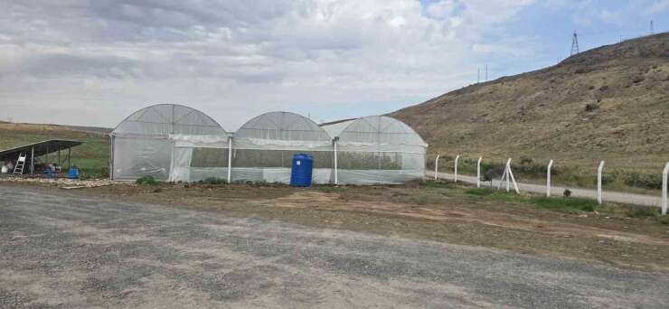 Cizre’de örtü altı yetiştiriciliğine devlet eli