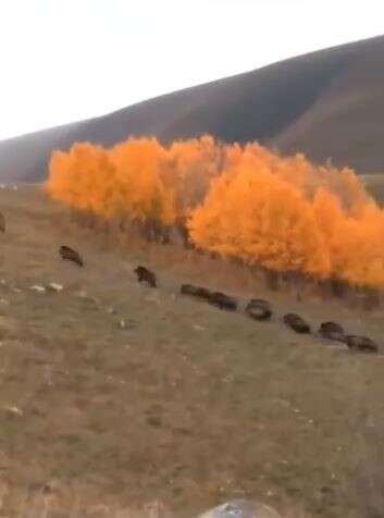 Domuz sürüsü büyükbaş hayvanların yakınında görüntülendi