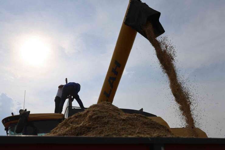 Diyarbakır’ın tescilli Karacadağ pirinci hem biçerdöverle hem de imece usulü biçiliyor