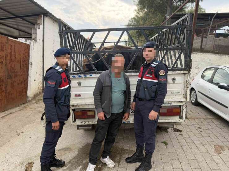 Koçarlı’da çaldığı büyükbaş hayvanları satan şüpheli tutuklandı