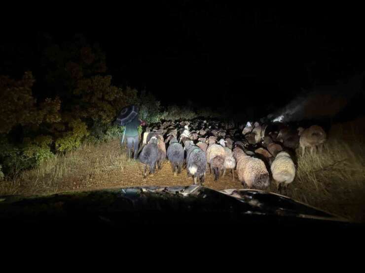 Elazığ’da dağlık alanda mahsur kalan çoban ve 200 küçükbaş hayvan kurtarıldı