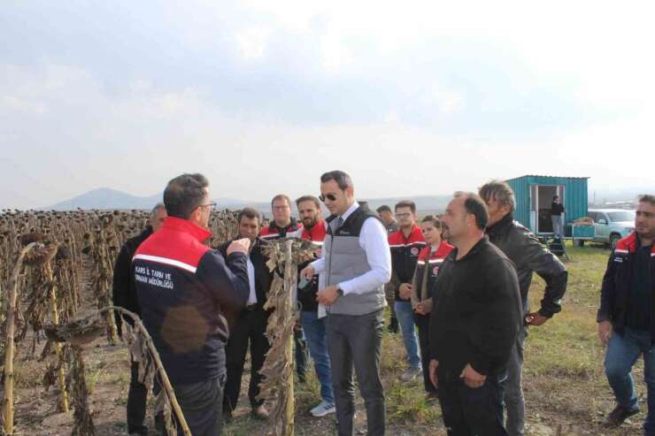 Selim’de 80 dönümlük tarlada ayçiçeği hasadı
