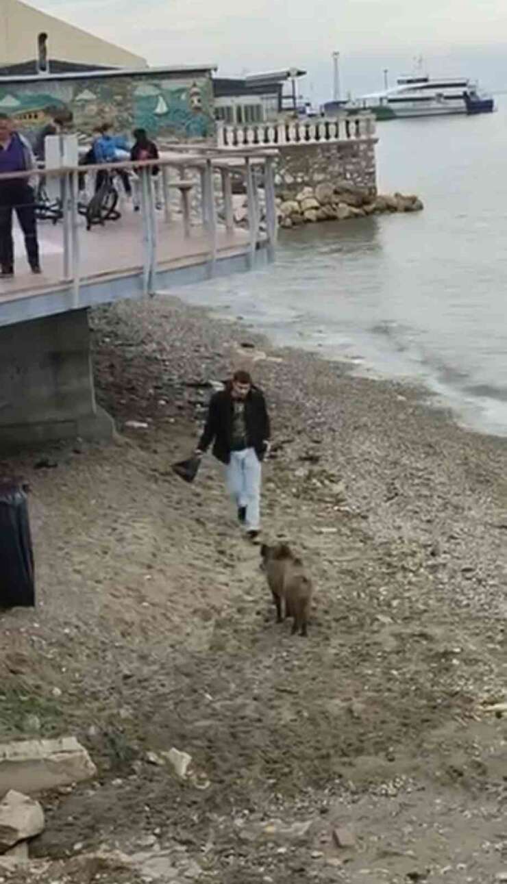 Bursa’da aç kalan domuz Mudanya sahiline indi