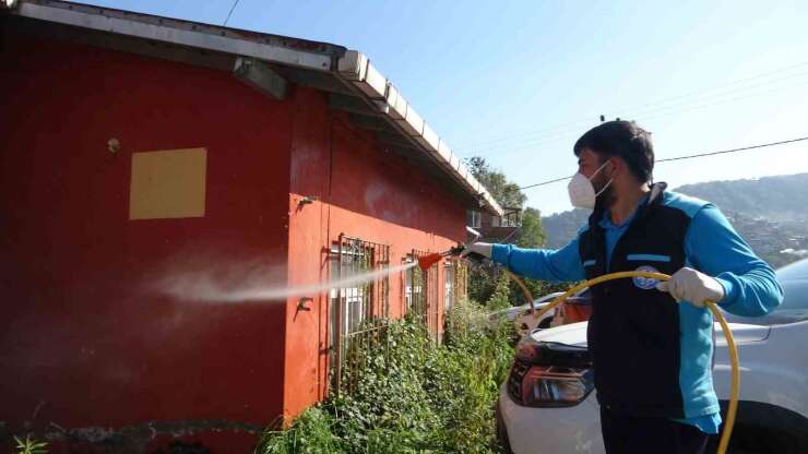 Trabzon’da kokarcaya karşı seferberlik sonuç veriyor, kokarca popülasyonu azalıyor
