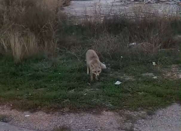 Bayburt’ta yerleşim alanlarında tilki ve yılan görüldü